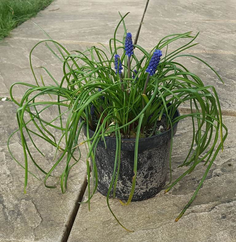 Large Flowering Muscari / Grape Hyacinth Pot