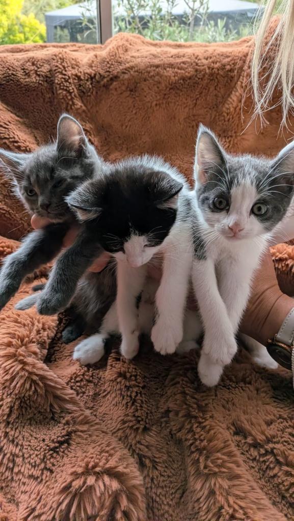 3 Tabby Kittens for Sales