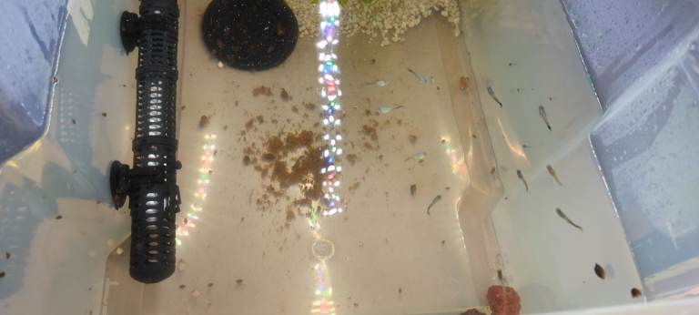 Guppy fry