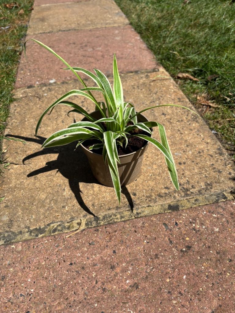 Spider plant 