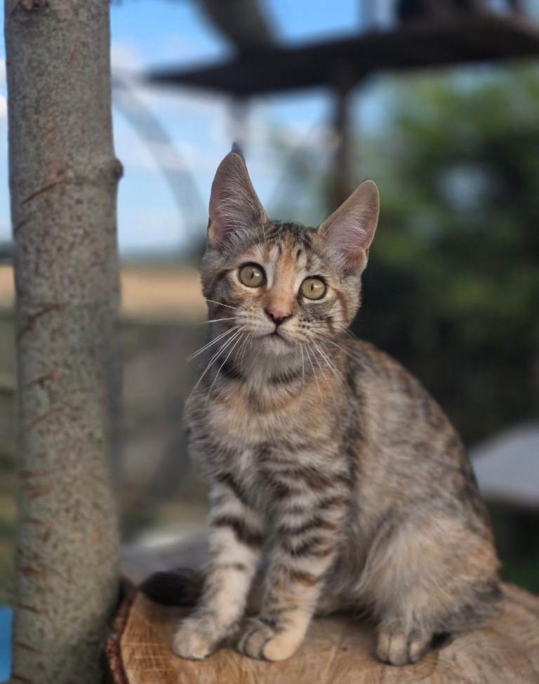 Rare maicoon x Khao manee kittens
