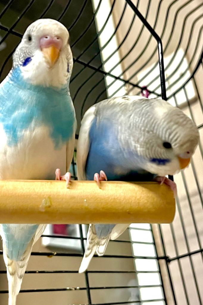 2 baby budgies complete with cage