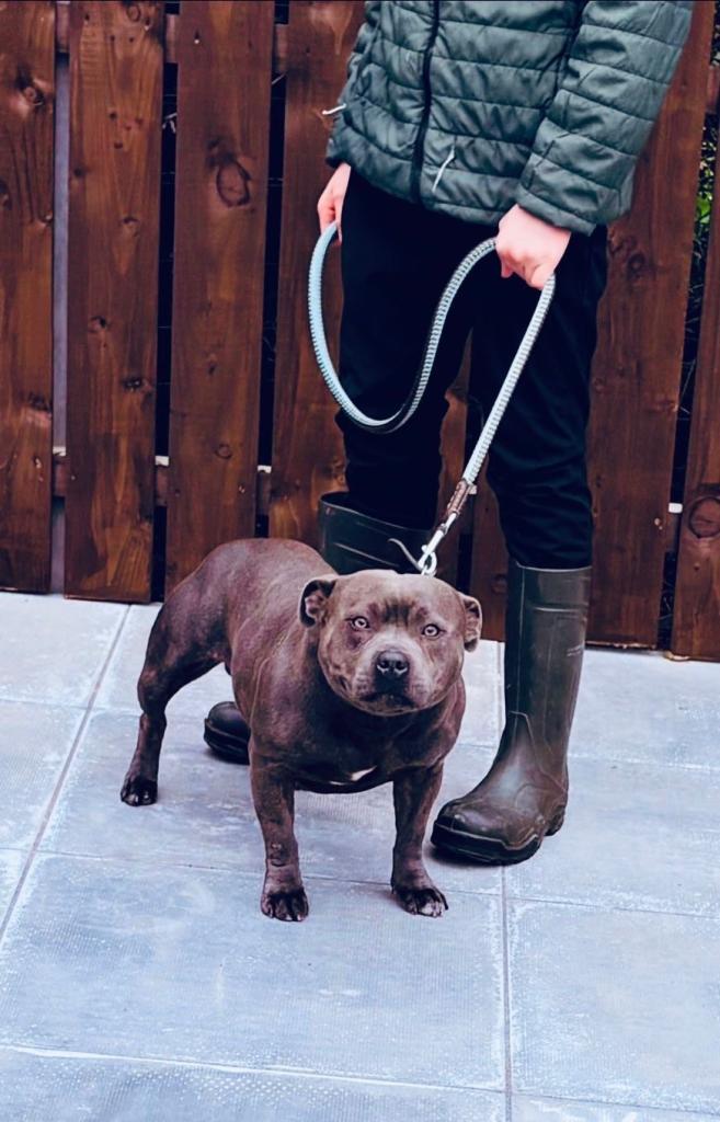 Kc registered Blue Staffordshire bull terrier 