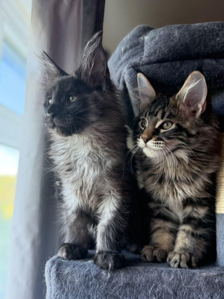 Maine coon kittens looking for their forever home 