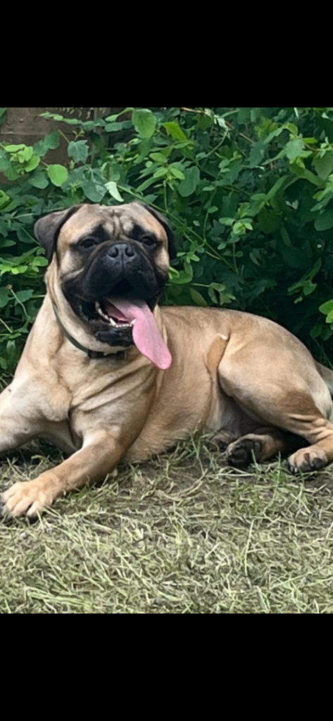Boxer X Bullmastiff pups £600