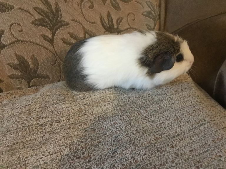 Selection of baby females and baby male