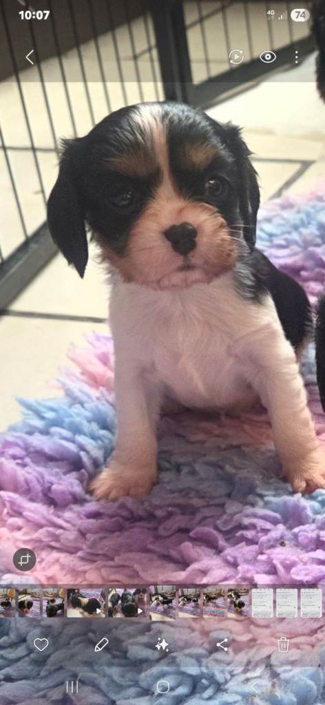 Beautiful cavalier king charles female puppy