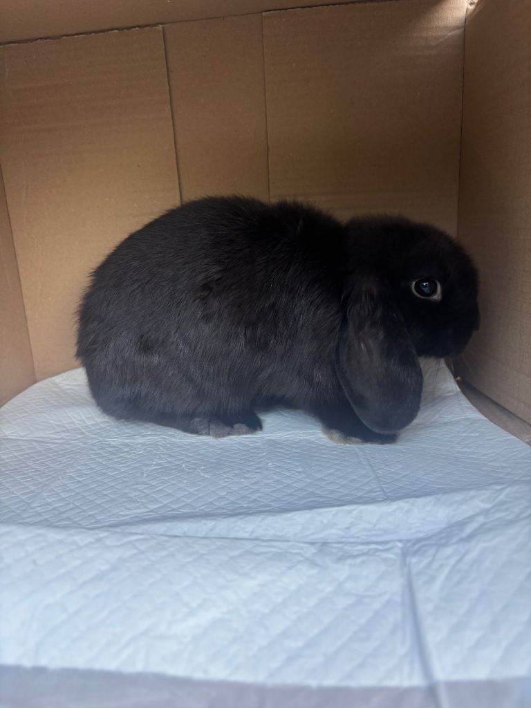 Rabbit 