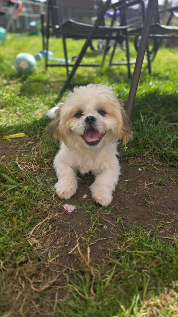 Shih tzu 10 months
