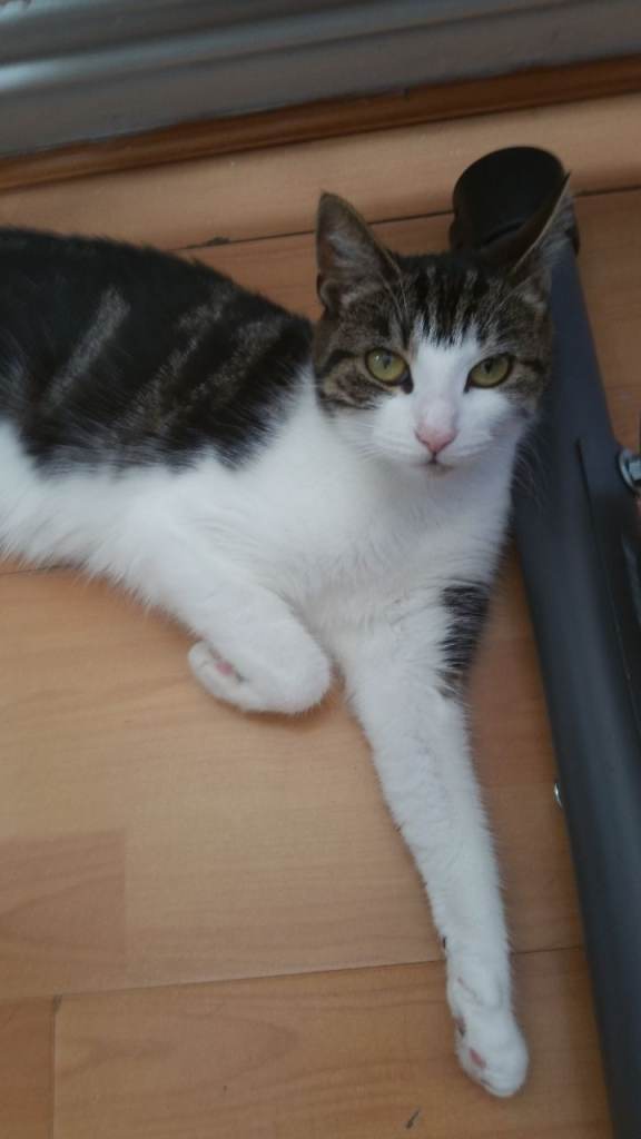 Female short hair tri-color cat