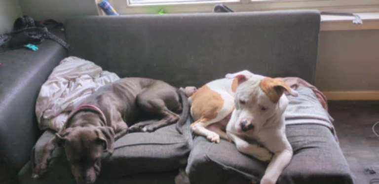 Canecorso mixed American bulldog puppies 