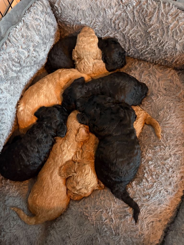 1 beautiful cavapoo puppy looking for her forever home