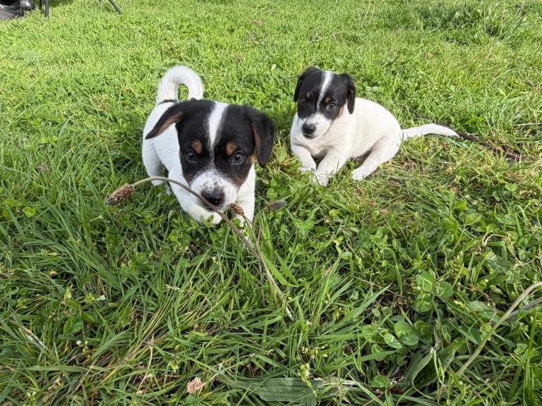Jack Russel pups