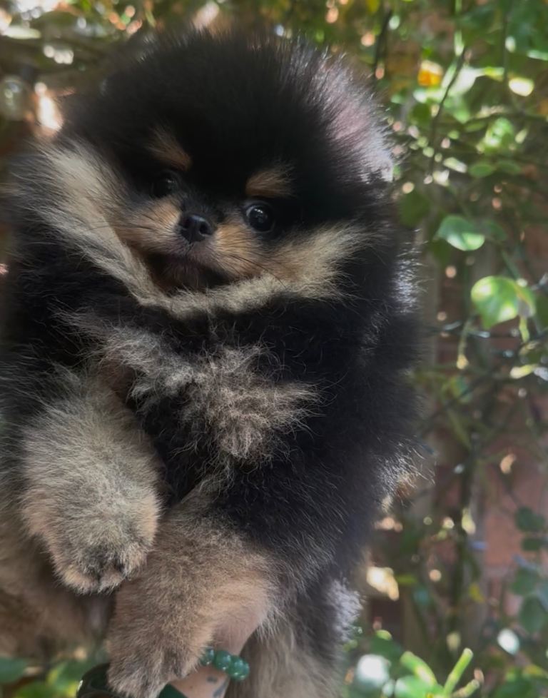 Super small male Pomeranian