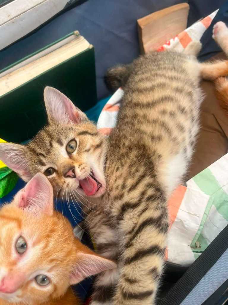 Adorable kittens