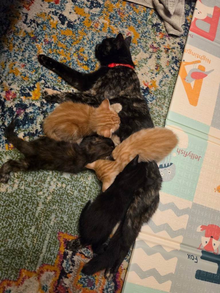 3 kittens forsale 