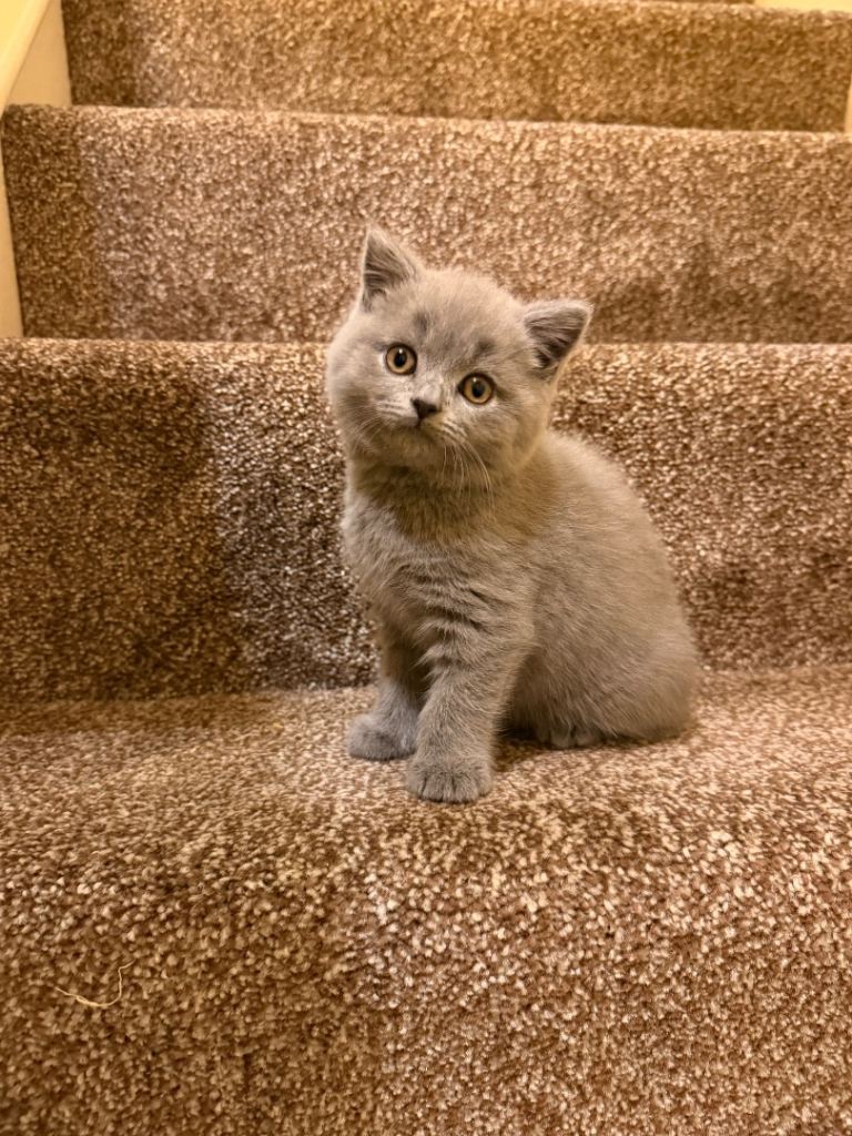 🐾 Two Beautiful Blue British Shorthair Kittens for Sale 🐾
