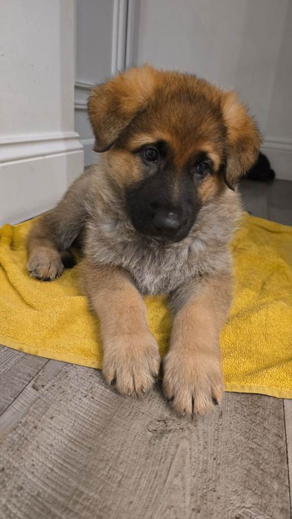 Beautiful German Shepherd puppies 