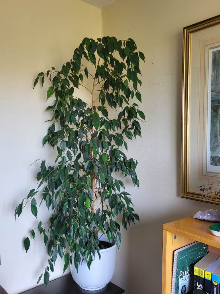 5 foot tall very healthy indoor weeping fig