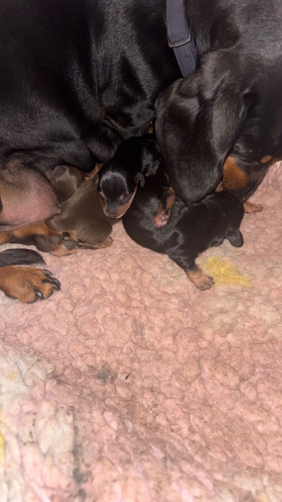 Mixed litter of beautiful dachshunds