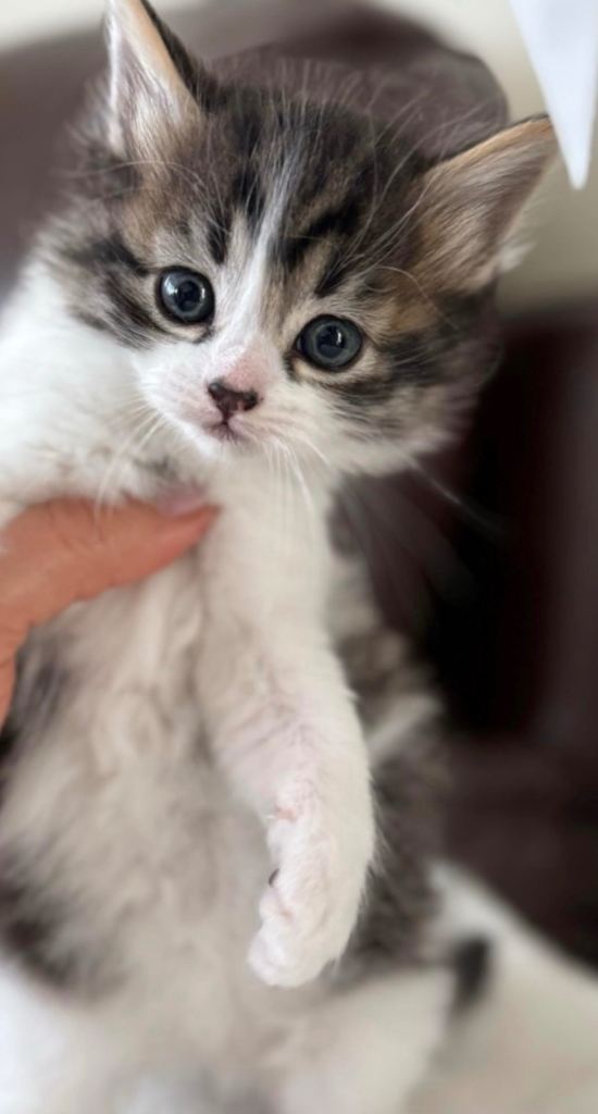 Fluffy Maine Coon × Bengal Mix Breed Kittens