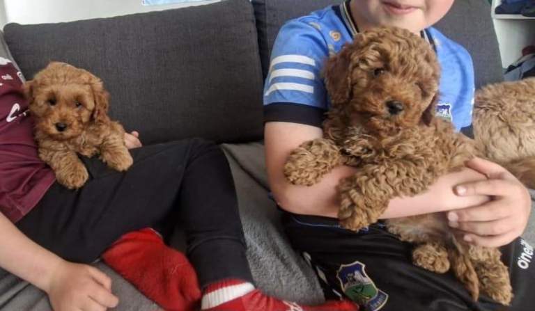 Gorgeous Cavapoo puppies