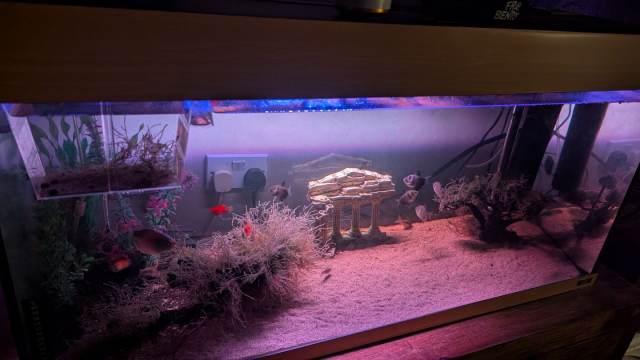 fish tank accessories gumtree Jexine 100 Pcs Rocks Glow Blue, Fish Tank Stones Gravel with 10 Pack Artificial Aquatic Plants Coral Reef Decorations for Aquariums : Pet Supplies Aqua One Fish Tank with