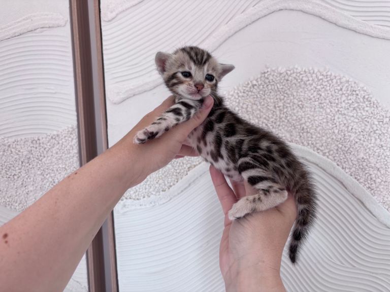 Absolutely gorgeous Pure bengal kittens 