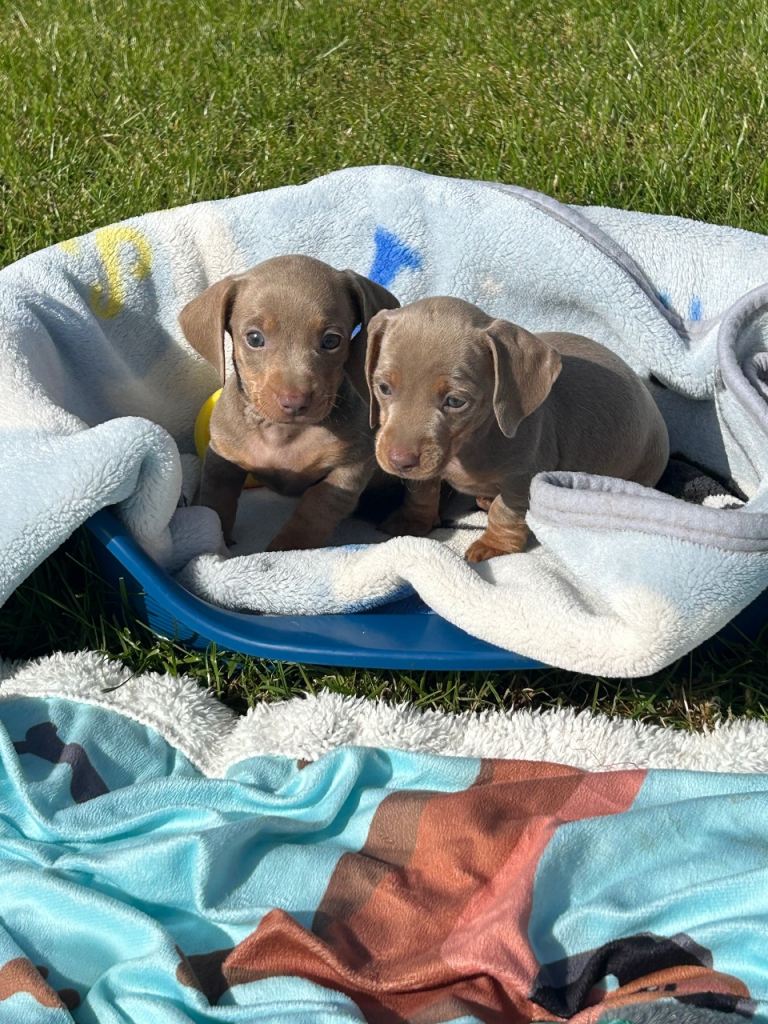Miniature Dachshund puppies IKC registered 