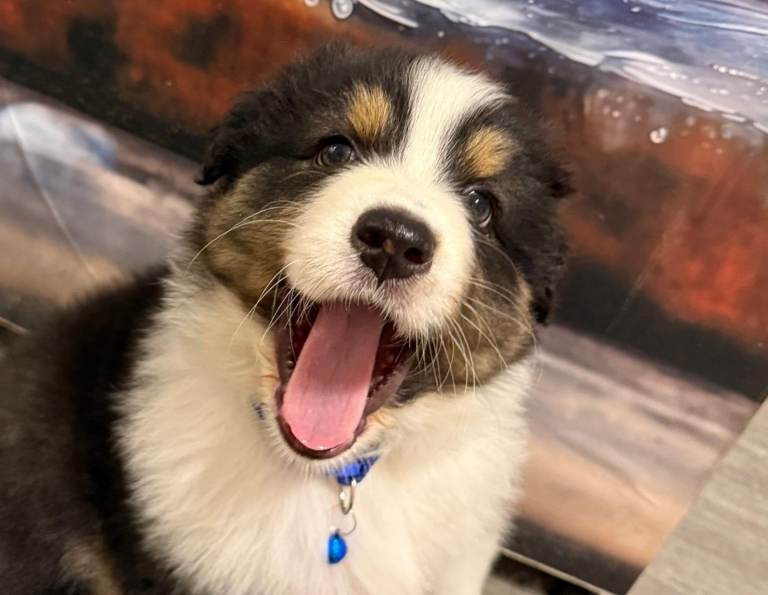 Australian Shepherd Puppies