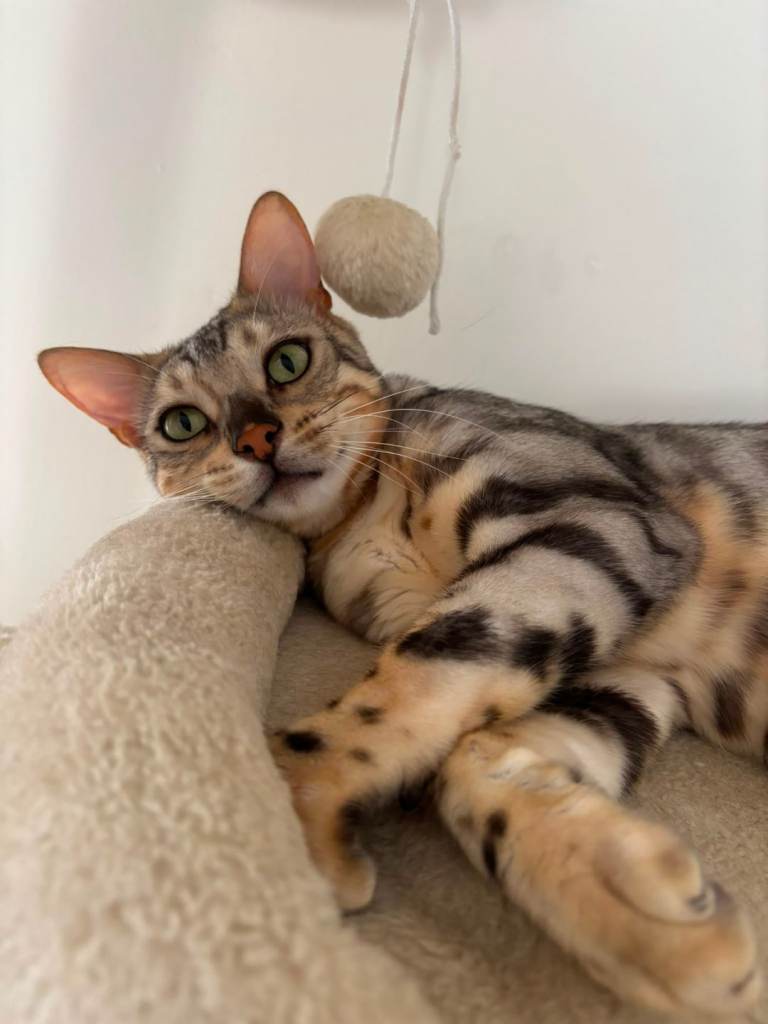 Tica Registered Pedigree Bengal Male 1.5 years old