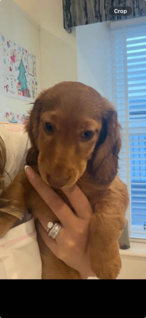 Dachshund 