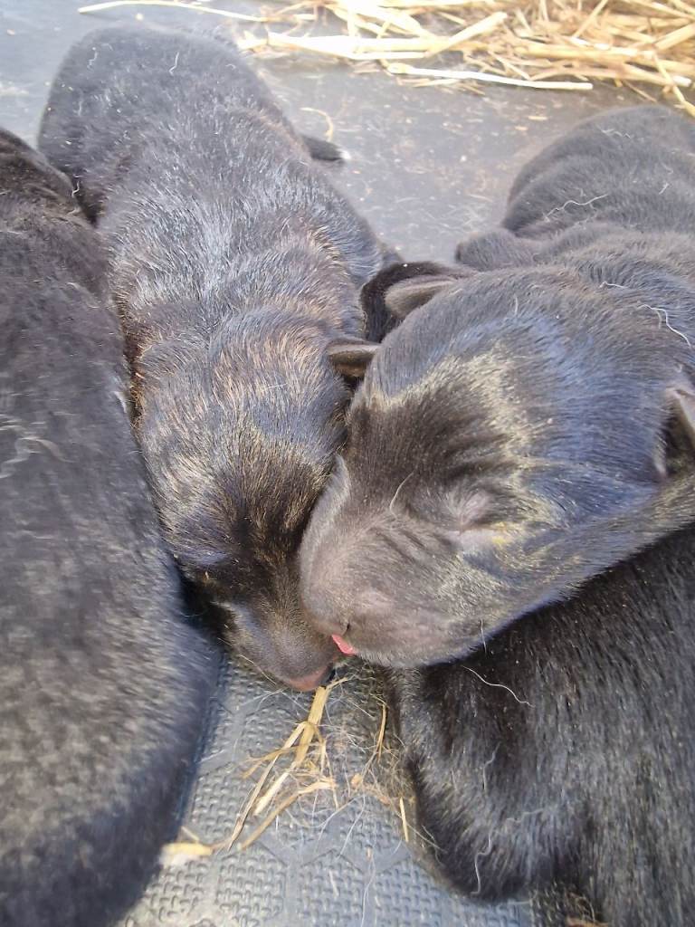 German shepherd pups