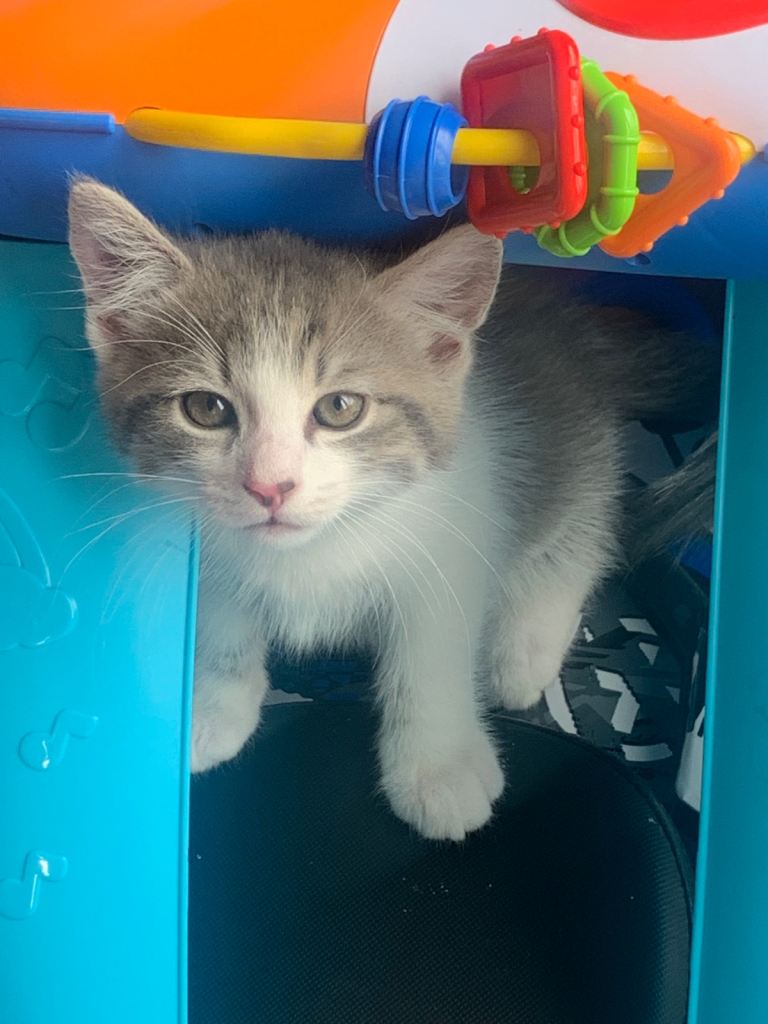 2 beautiful fluffy kittens Maine coon cross