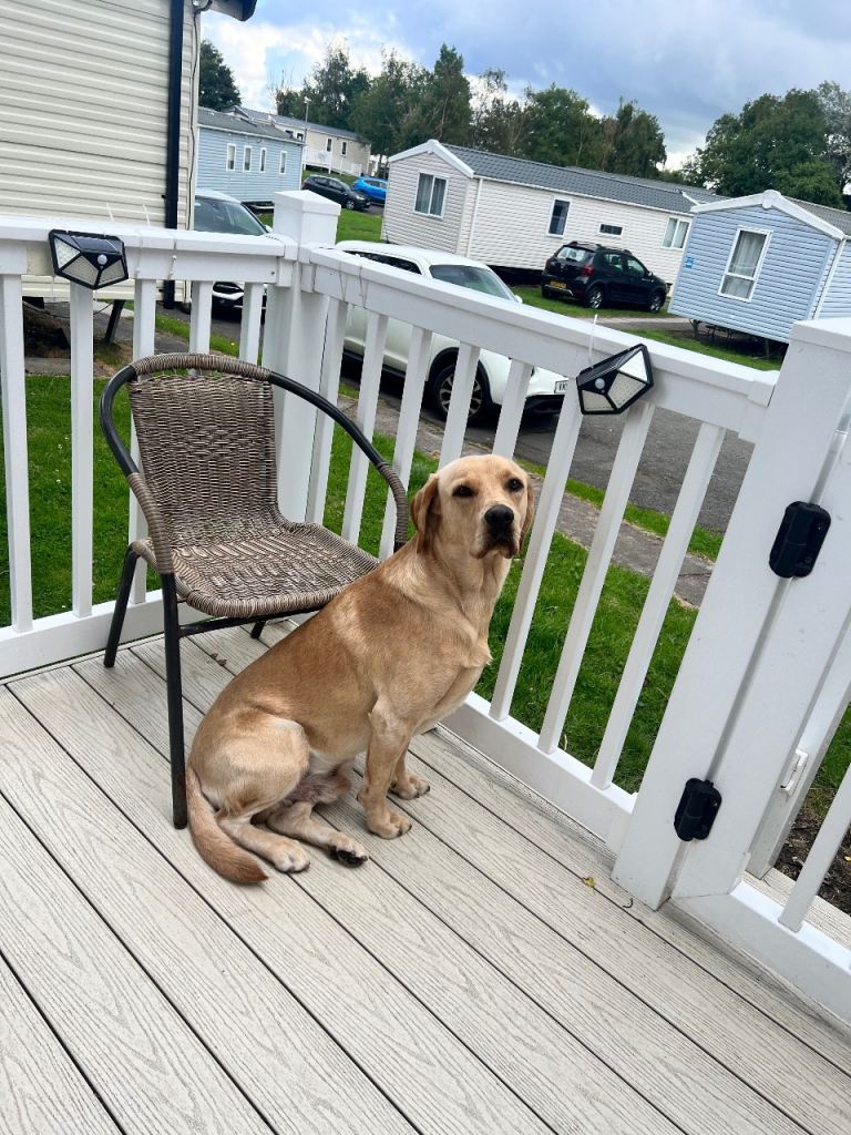 Labrador for sale to someone who is experience with this type of dog with needs. 