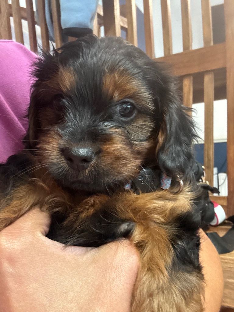 1 last yorkiepoo 