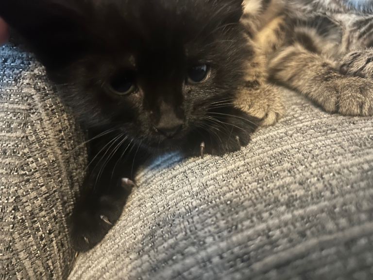 3 beautifully marked kittens