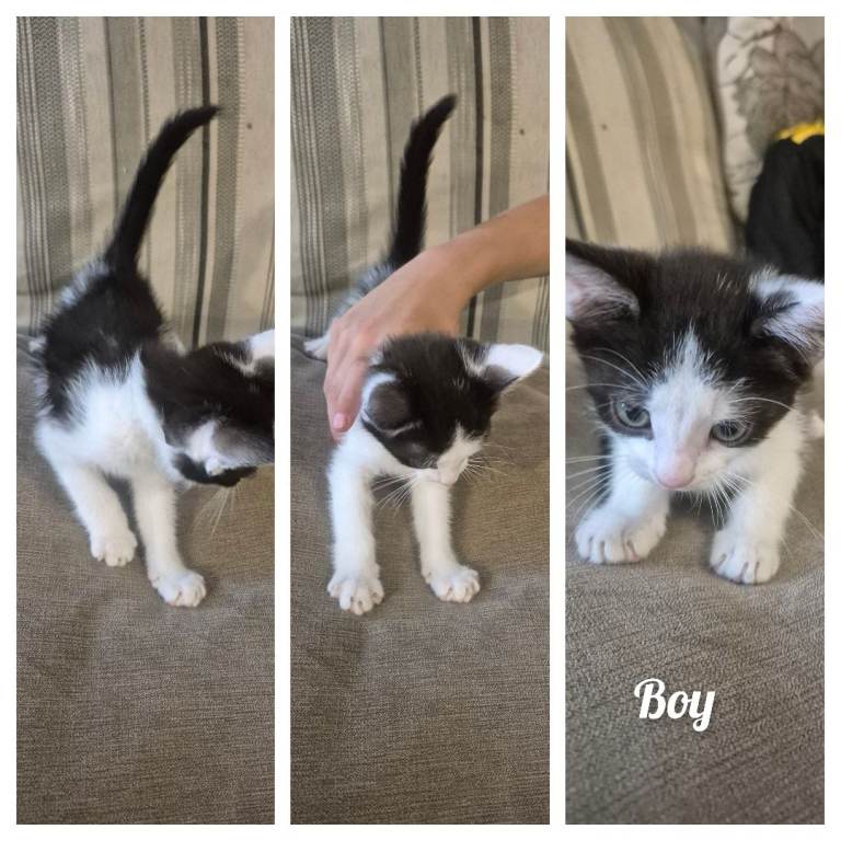 Kittens 1 boy left 