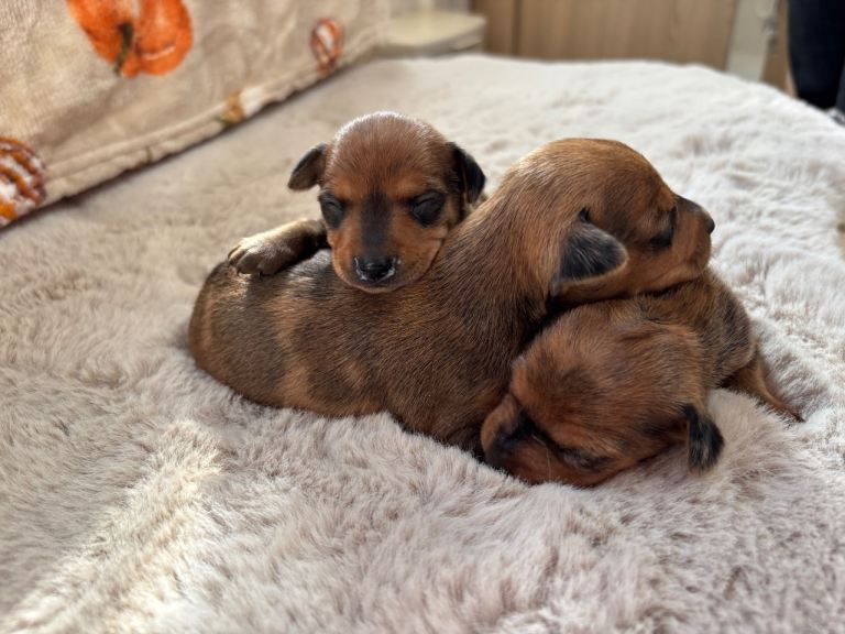 Adorable Rare Miniature Pinscher Puppies Looking for Loving Homes