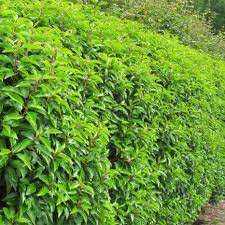Portuguese Laurel Hedging Plants (Prunus Lusitanica) 2L pot 40-60cm tall