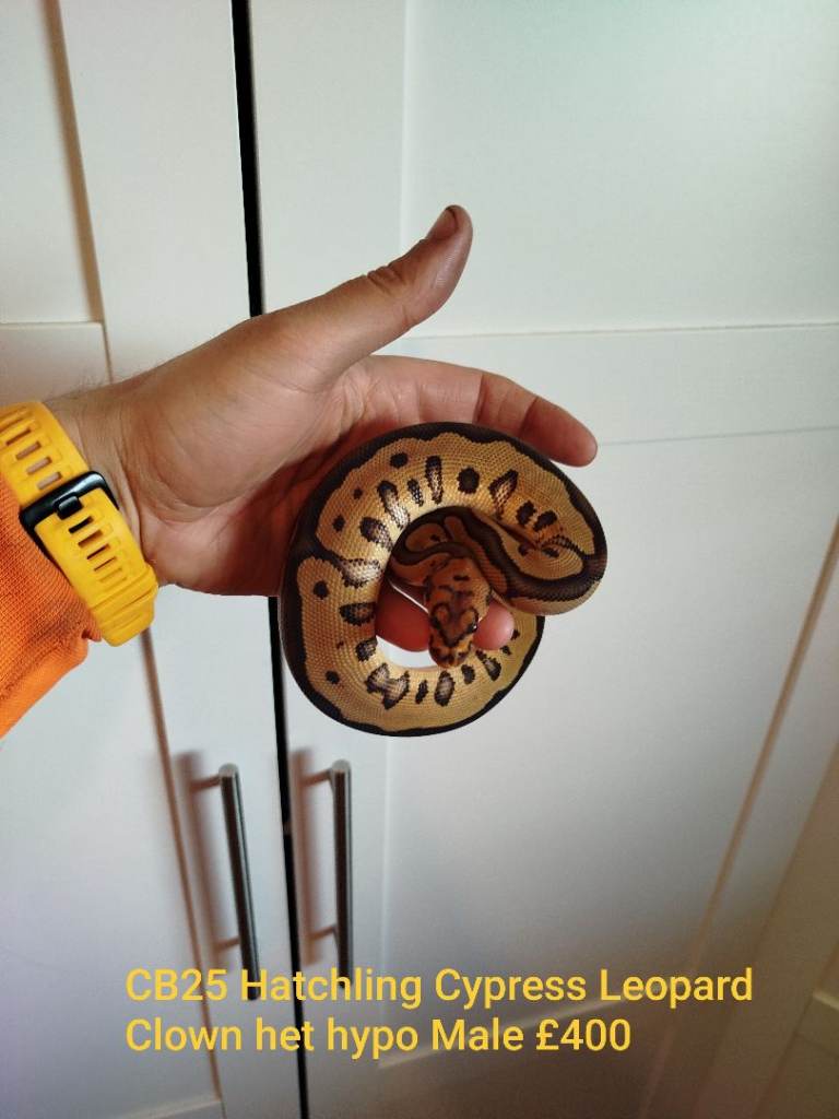 Available Royal Pythons