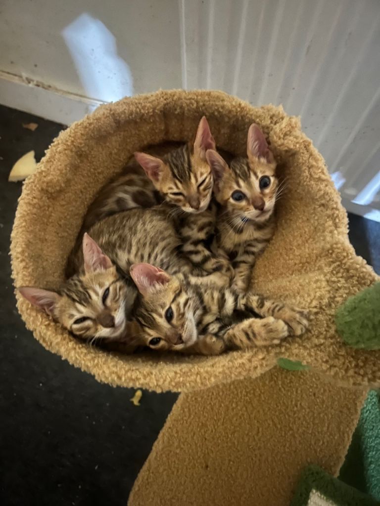 🐆 Exceptional F5Bengal Kittens EgyptianBloodline