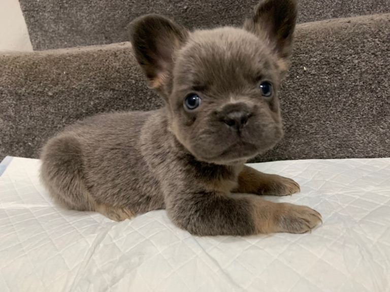 Fluffy French bulldog puppies 