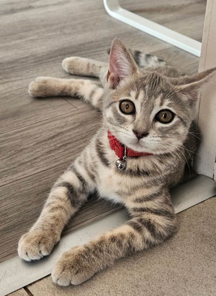 Bengal kitten for sale 