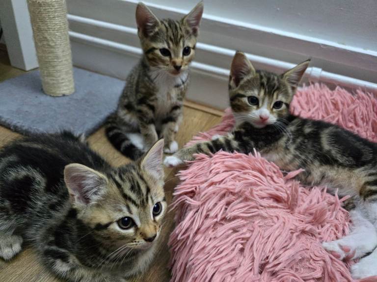 Girl Kittens For Sale [Clean]
