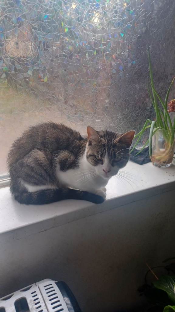 2 British Short Hair Mixed Cats