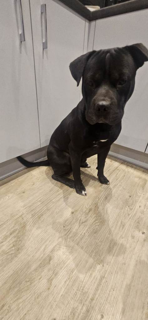 1 Year Old Cane Corso x Staff