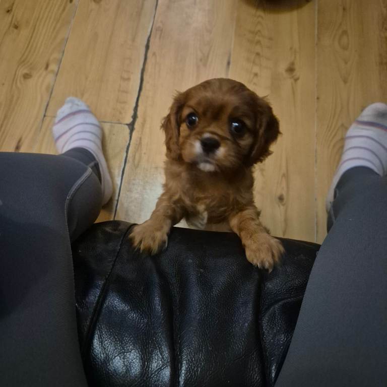 Stunning full bred cavalier king charles spaniel puppies forsale kc/Ikc registration 