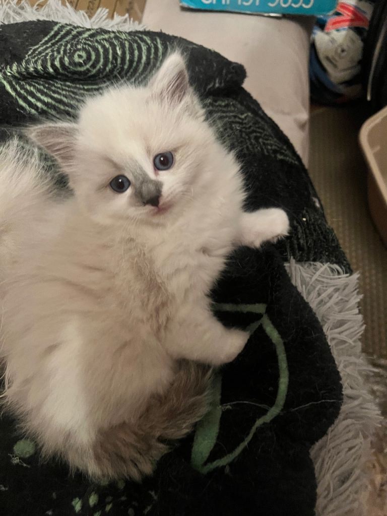 pure ragdoll kittens