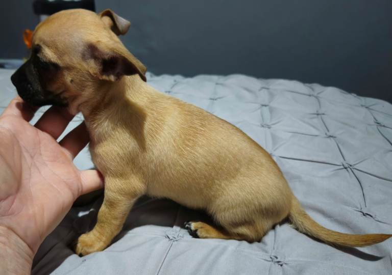 1 male chug puppy looking for forever home